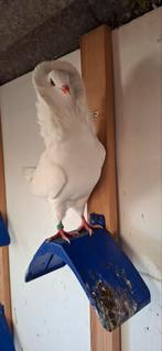 Te koop sierduiven Oudhollands kapucijnen duiven, Dieren en Toebehoren, Vogels | Duiven, Vrouwelijk, Overige soorten