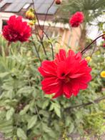 Bloembol Dahlia rood knol, Tuin en Terras, Bloembollen en Zaden, Ophalen of Verzenden, Volle zon, Knol