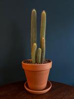Grote cactus incl terracotta pot, Huis en Inrichting, Kamerplanten, Ophalen, Minder dan 100 cm, In pot, Cactus