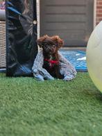Boomer pup, 15 weken tot 1 jaar, Overige rassen, Teef, Eén hond