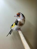 Majur Putter witkeel man, Mannelijk, Wildzangvogel