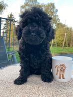 Toypoedel pups, Dieren en Toebehoren, Honden | Chihuahua's en Gezelschapshonden, Poedel, CDV (hondenziekte), 8 tot 15 weken, Meerdere