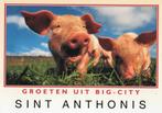 TW3190 Sint Anthonis groeten uit Big City biggen etc., Verzamelen, Verzenden, 1980 tot heden, Gelopen, Overige thema's