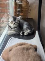Prachtige Brits korthaar kittens met Stamboom nog 1 kitten, Kater, Met stamboom, 0 tot 2 jaar