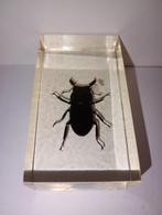 insect in epoxy hars 15, Ophalen of Verzenden, Nieuw, Insect, Beeldje of Figuurtje