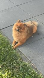 Pomeriaan dekreu, Ophalen of Verzenden, Zo goed als nieuw