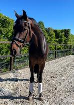 Dressuur Ruin 6 jaar Fontaine TN x Vivaldi, Gechipt, Ruin, Dressuurpaard, Zadelmak