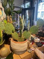 Mooie cactus opuntia robusta, Ophalen, Cactus, Volle zon, Minder dan 100 cm