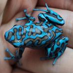 Dendrobates auratus 'La Coca', Dieren en Toebehoren, Reptielen en Amfibieën, Amfibie, 0 tot 2 jaar