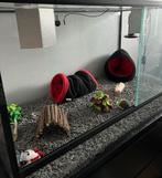 Glazen terrarium 100x50x50, Ophalen, Terrarium of Paludarium