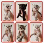 Maine Coon kittens stamboom - ID, Dieren en Toebehoren, Meerdere dieren