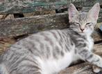 Prachtig superspeels knuffelgek half Maine Coon kater, Dieren en Toebehoren, Katten en Kittens | Overige Katten, Kater