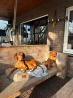 Leuke Vizsla pup reutje, Parvo, 8 tot 15 weken, Eén hond, Nederland