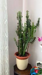 Cactus (groot), Huis en Inrichting, Kamerplanten, Ophalen of Verzenden