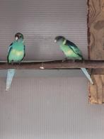 2 jonge barnard parkieten 2025, Dieren en Toebehoren, Vogels | Parkieten en Papegaaien, Meerdere dieren, Parkiet, Geringd