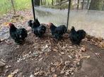 Te koop; Cochin zwart en zwart wit gepareld,, Dieren en Toebehoren, Pluimvee, Meerdere dieren, Kip
