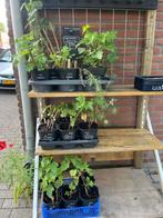 fruitstruikjes en binnenkort ook groenten, Ophalen, Zomer, Volle zon