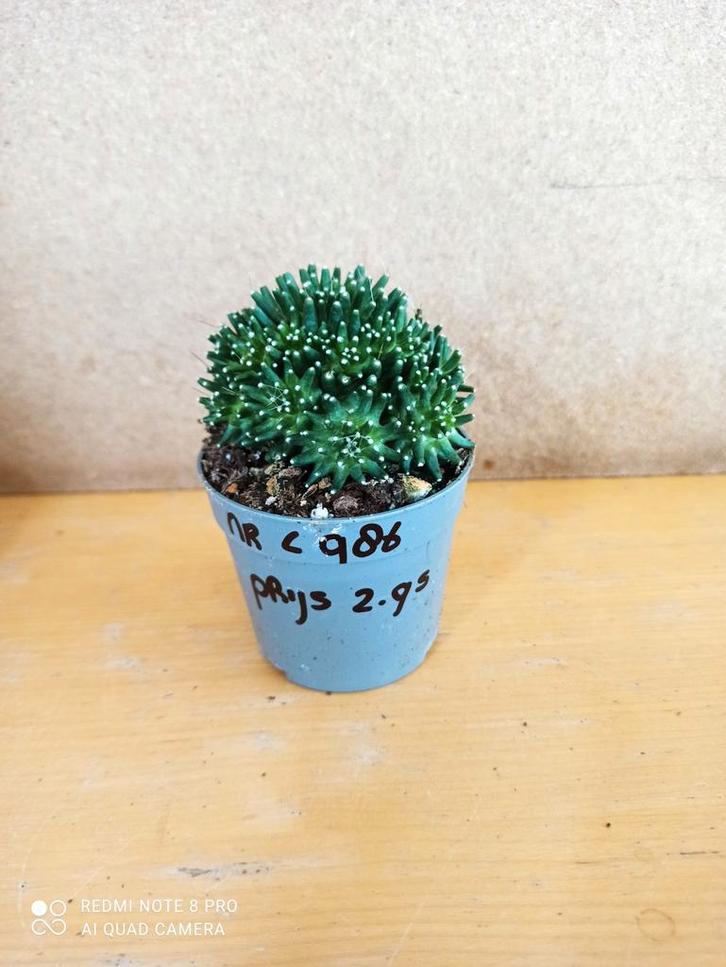 Mammillaria painteri cactus      potmaat 6.5 nummer C986, Huis en Inrichting, Kamerplanten, Minder dan 100 cm, Halfschaduw, Ophalen of Verzenden