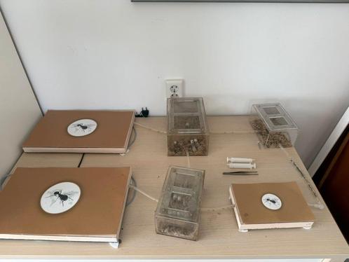 Complete mierenkolonie set – Messor barbarus (ca 400 mieren), Dieren en Toebehoren, Insecten en Spinnen, Mieren