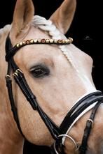 NIEUW zwart lak, wit onderlegd hoofdstel maat full, Ophalen of Verzenden, Nieuw, Dressuur