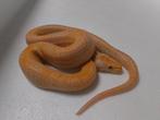 Slangen, Dieren en Toebehoren, Reptielen en Amfibieën, Slang, 3 tot 6 jaar