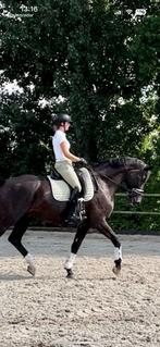 Bullet equestrian mint groen, donker licht grijs en bordeaux, Dieren en Toebehoren, Paarden en Pony's | Dekens en Dekjes, Ophalen of Verzenden