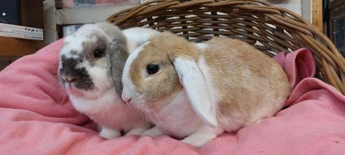 Konijnenkoppel SENECA & MIES uit de opvang zoeken een huis!, Dieren en Toebehoren, Konijnen, Meerdere dieren