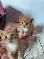 3 kittens zoeken nog een nieuw huisje, Dieren en Toebehoren, Katten en Kittens | Overige Katten