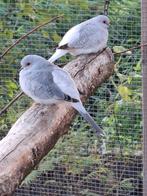 Diamant duifjes 4 duivinnen ook wel ruilen, Dieren en Toebehoren, Meerdere dieren