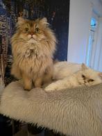 2 kat, Dieren en Toebehoren, Ophalen of Verzenden