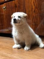 Reu Snowy en teef Milka zoeken nieuwe familie, Particulier, Rabiës (hondsdolheid), 15 weken tot 1 jaar, Overige rassen