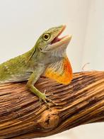 Diversen reptielen voor houten 08-02-2026, Dieren en Toebehoren, Reptielen en Amfibieën, Hagedis, 0 tot 2 jaar