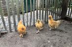 Trio zijdehoender kriel kippen, Dieren en Toebehoren, Pluimvee, Meerdere dieren, Kip