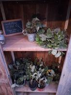 Aardbeien planten!, Ophalen, Volle zon