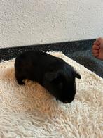 Zilver agouti cavia zeugjes en beertjes baby’s, Dieren en Toebehoren, Knaagdieren, Oktober, Meerdere dieren, Cavia