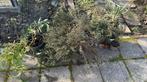 Tuin kruiden en planten, Tuin en Terras, Planten | Tuinplanten, Ophalen