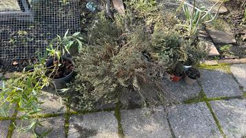 Tuin kruiden en planten beschikbaar voor biedingen
