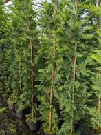 Partij Leylandii haag coniferen +/- 2m hoog, koopje, Tuin en Terras, Planten | Struiken en Hagen, Ophalen, Conifeer, Haag, 100 tot 250 cm