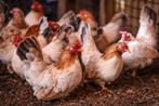 Rustige kleine krielkippen | Chabo krielkip, Vrouwelijk, Kip