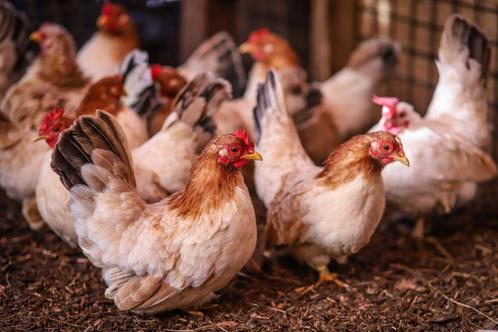 Rustige kleine krielkippen | Chabo krielkip, Dieren en Toebehoren, Pluimvee, Kip, Vrouwelijk