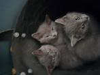 Blauwe rus zonder stamboom poesje, Dieren en Toebehoren, Katten en Kittens | Raskatten | Korthaar, Poes, Gechipt, 0 tot 2 jaar