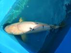 Japanse Koi / Bekko 50 cm kweker Izumiya, Dieren en Toebehoren, Vissen | Vijvervissen, Karper of Koi