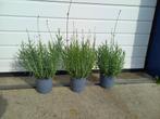Lavendel Munstead 1,5 literpot €3,= 2 voor €5,=, Ophalen, Vaste plant, Overige soorten, Volle zon