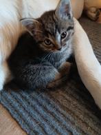 Mooie katjes, Dieren en Toebehoren, Katten en Kittens | Overige Katten