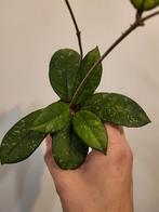 Hoya crassipetiolata splash round leaf, Ophalen of Verzenden