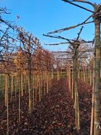 Dak, sier en  leibomen, Tuin en Terras, Ophalen, Volle zon, Overige soorten