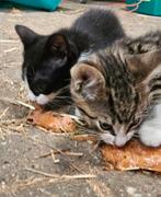 Lieve kittens, Poes, Kortharig, 0 tot 2 jaar