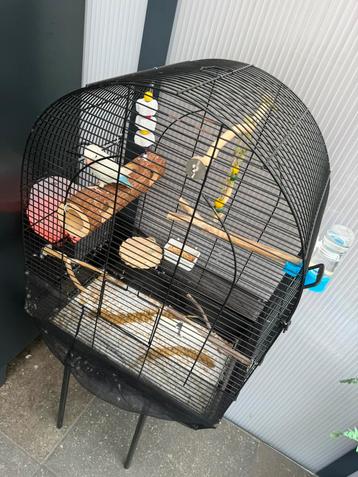 agapornis 2/3 maanden jong beschikbaar voor biedingen