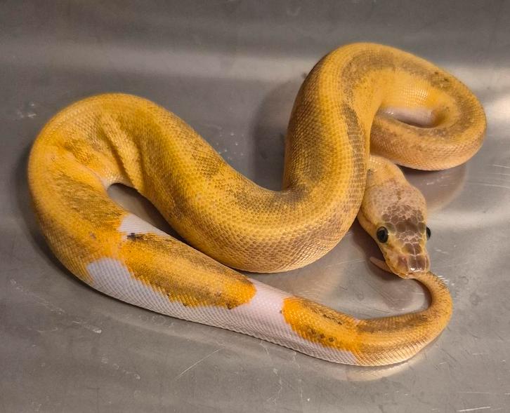 Python regius 0.1 lemonblast yb pied het hypo