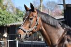 Z1 Dressuur merrie te koop, Dieren en Toebehoren, Paarden, Merrie, Z, Gechipt, Dressuurpaard